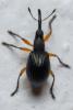 Protapion trifolii